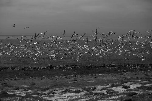 Waar de wind begint: een vlucht van zilveren vleugels boven het water, gevangen in het moment waarop stilte en beweging elkaar onverwacht ontmoeten