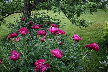 Pioenroosbloemen in de tuin van Claude Laprise