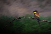 Une touche de couleur sous la pluie