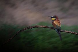 Splashes of colour in the rain by Olaf Karwisch