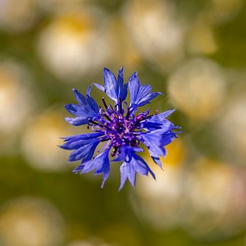 Bleuet sur Stefanie van Dijk