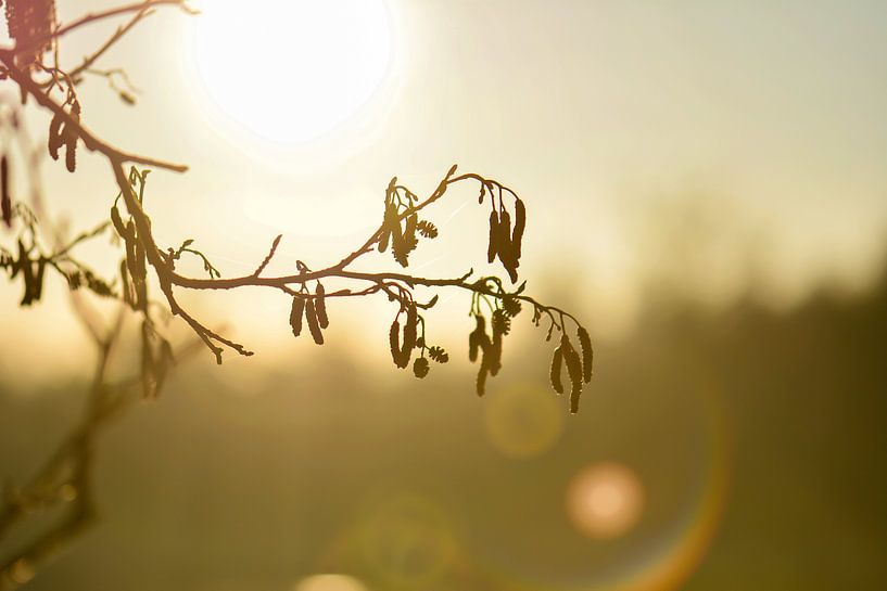 Alder catkins in the morning light by Tania Perneel