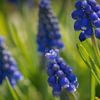 A closeup of a flying bee between grape hyacinths in jena von Wolfgang Unger