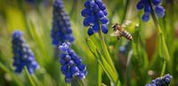 Un gros plan sur une abeille volante parmi des hyacinthes à grappes à Iéna