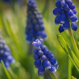 A closeup of a flying bee between grape hyacinths in jena by Wolfgang Unger