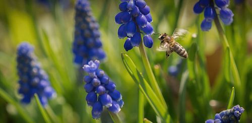 A closeup of a flying bee between grape hyacinths in jena von Wolfgang Unger