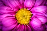 Schoonheid macro close up kleurrijk bloeiende chrysant in paars en geel van Dieter Walther thumbnail