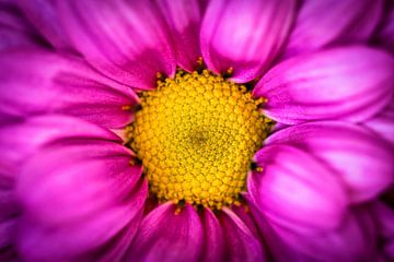 Schoonheid macro close up kleurrijk bloeiende chrysant in paars en geel van Dieter Walther
