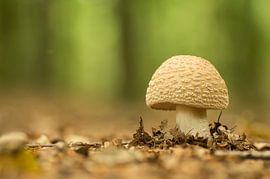Mushroom in the forest by Birgitte Bergman