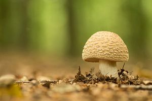 Pilz im Wald