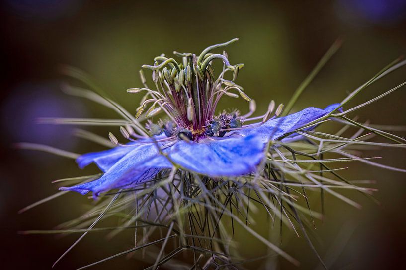 Love in the Mist by Rob Boon