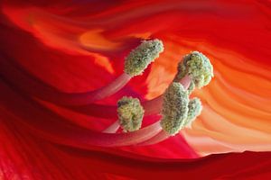 Amaryllis 05