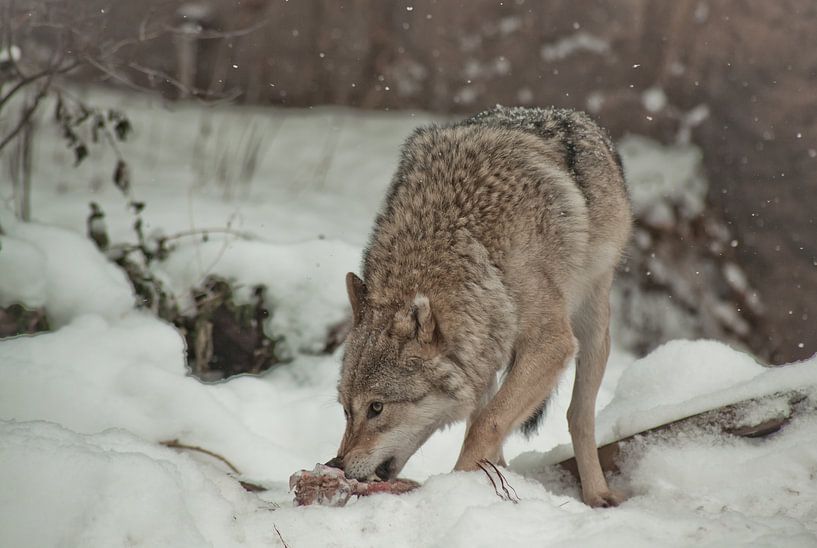 Un loup grignote de la viande, une pose de loup, en regardant prudemment autour de lui. Un loup dans par Michael Semenov
