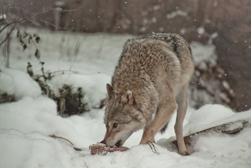 Ein Wolf knabbert wunderschön Fleisch, eine Wolfspose, der sich vorsichtig umdreht. Ein Wolf im Schn von Michael Semenov