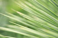 Abstracte close-up van groene palmbladeren | Macro & Natuurfotografie van Diana van Neck Photography thumbnail