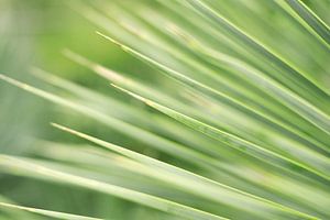 Abstracte close-up van groene palmbladeren | Macro & Natuurfotografie