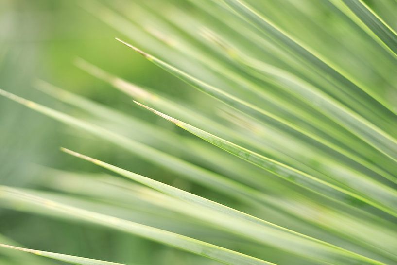 Abstracte close-up van groene palmbladeren | Macro & Natuurfotografie van Diana van Neck Photography