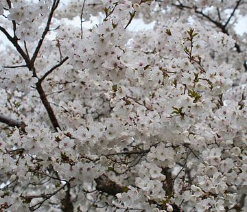 Witte prachtige kleine Japanse lente bloesem