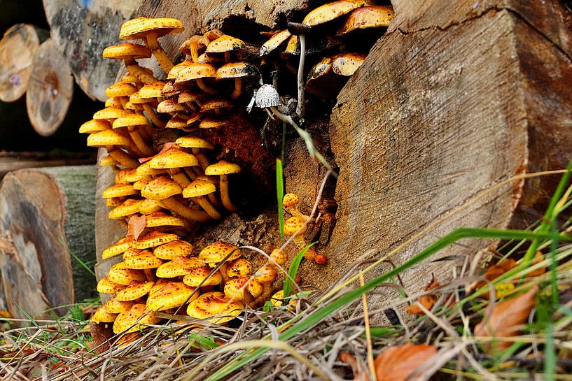 Pilz Goldfell Schüppling von Frank Briske