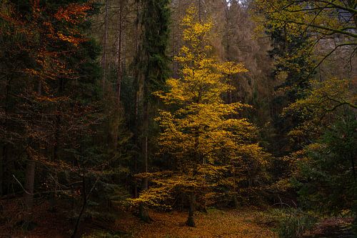 De wonderen van de herfst van Mandy Faulhaber
