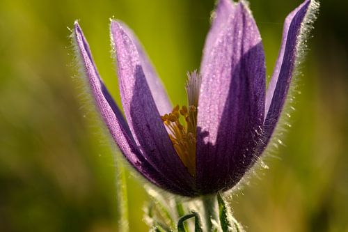 Delicate cowslip in spring - purple elegance against the light