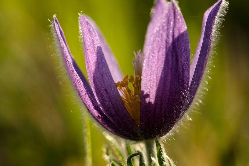 Delicate sleutelbloem in de lente - paarse elegantie tegen het licht van Fototante