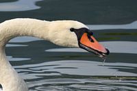 Schwan