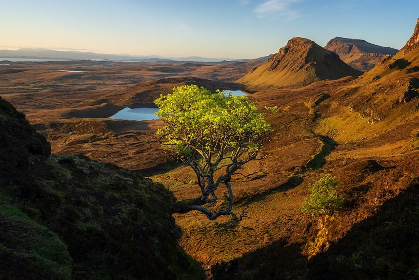 Der einsame Baum von Markus Stauffer