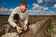 Boer op zijn land keurt aardappelen in Zeeuwse klei van e pha thumbnail