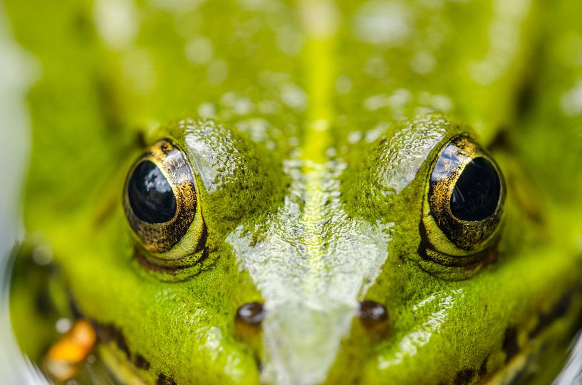 Kikker par Hans Lunenburg