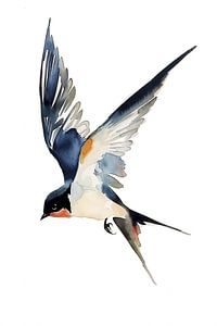 Aquarell Schwalbe im Flug