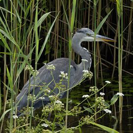 Grey heron by Cees van der Linden