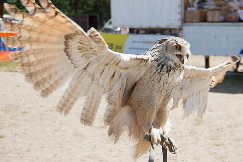 Roofvogelshow te Balen