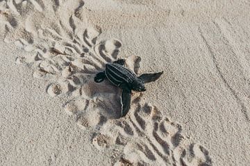 Een net uitgekomen leatherback zee schildpad kruipend naar de zee sur Aruba Paradise Photos