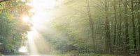 Zon explosie door het bos (panorama)