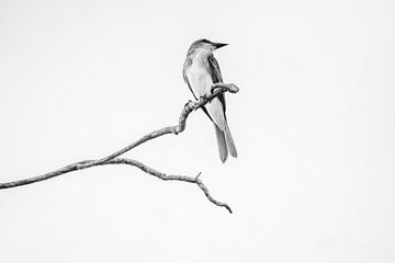 Minimalist Beauty Bird in Black and White by Femke Ketelaar