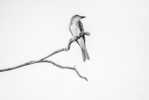Minimalistische Schoonheid Vogel in Zwart-Wit