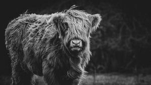 Close-up van een Schotse Hooglander Kalf in Nederland in zwart-wit