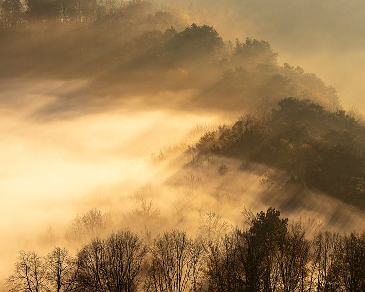 Fairytale forest atmosphere in autumn. by Anselm Ziegler Photography