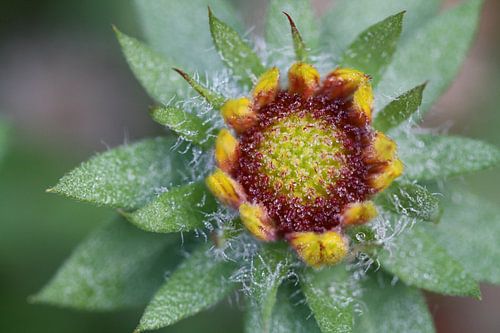 Vroege ochtend bloem 
