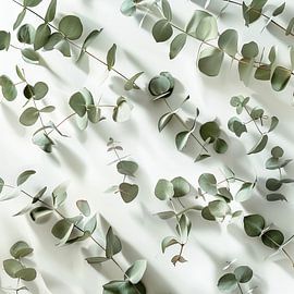 Branches d'eucalyptus sur Poster Art Shop
