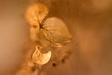 Painted Hortensia sur Loes Jansen