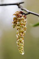 Chute sur les boutons floraux