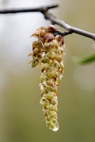 Tropfen auf Blütenknospen von Linda Benjamins