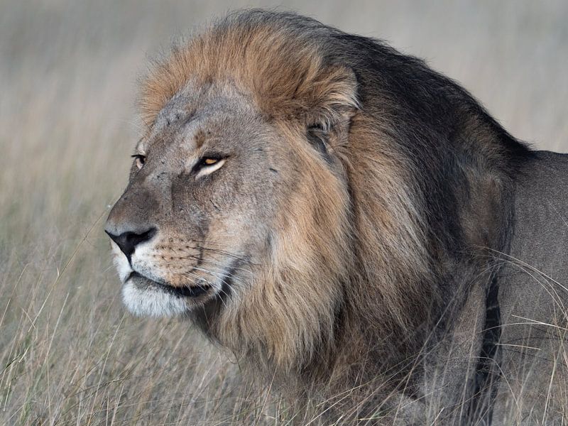 lion by Marc Van den Broeck