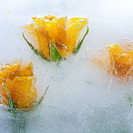 yellow roses in ice 2 by Peter Smeekens