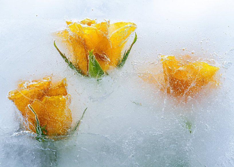 Gelbe Rosen in Eis 2 von Peter Smeekens