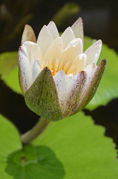 Lotus flowers by Sylvia Schmidt