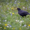 A blackbird in a spring meadow by Christina Bauer Photos