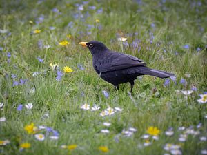 Amsel in der Frühlingswiese